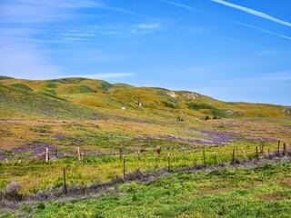 Landscape of colorful yellow, purple, and orange wildflowers covering the hills of Carrizo Plain National Monument, April 2023