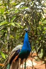 Majestic peacock is standing in a sunlit meadow, its vibrant feathers spread wide