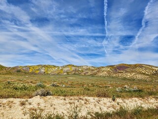 Landscape of colorful yellow, purple, and orange wildflowers covering the hills of Carrizo Plain National Monument, April 2023