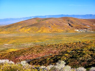 Landscape of colorful wildflowers in Antelope Valley Poppy Preserve, April 2023