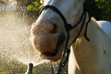 Horse face in water hose getting drink during summer for equine hydration or bath closeup.