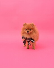 Small orange Pomeranian dog with a bow against a pink background.