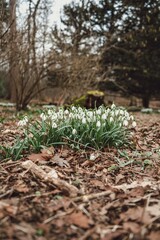 Cluster of delicate snowdrop flowers with vibrant green leaves growing in a natural outdoor setting