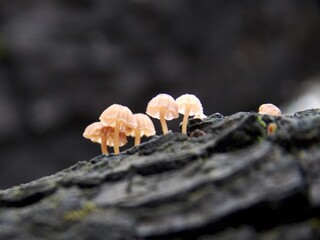 small mushrooms on tree bark