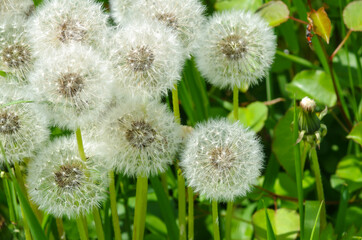 White dandelions on a background of green grass close-up. Natural spring background. Beautiful dandelion flowers with seeds in the field. Fluffy dandelions in the garden in summer.