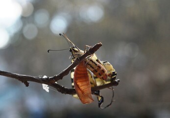 the butterfly has just emerged from the larva pupa