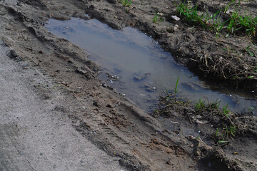 Puddle song of spring rain, green grass. Ukraine 