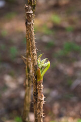 タラの芽 オダラ