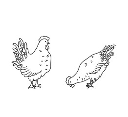 Fototapeta na wymiar Vector isolated two pair couple rooster and chicken hen pecking colorless black and white contour line easy drawing