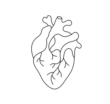 Vector isolated one single realistic human heart organ with veins and vessels colorless black and white contour line easy drawing