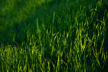 Focus on the grass on the back and blur the grass on the front for the background, Close-up on a green lawn, green grass texture background. A close-up shot focusing on the flowers of the grass.