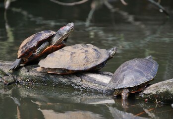 Fototapeta premium Ausgesetzte Wasserschildkröten im Alsterkanal