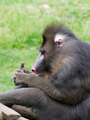 Singe Mandriil qui regarde sa main et son pouce