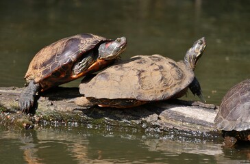Obraz premium Ausgesetzte Wasserschildkröten im Hamburger Alsterkanal