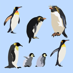 Fototapeta premium Penguins set , light blue background. Vector illustration