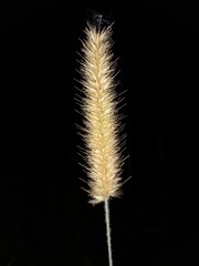 feather on black background