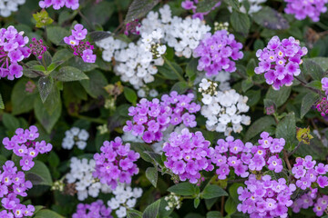 Purple Lantana Camara flower