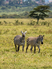 Fototapeta na wymiar Zebras in Lake Nakuru, Kenya