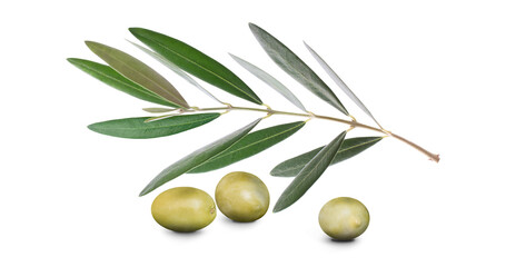 Olive branch with three delicious green olives, isolated on white