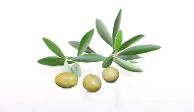 Olive branch with three delicious green olives, isolated on white