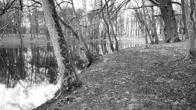 Black and white shot of leafless trees by a reflecting lake in the park
