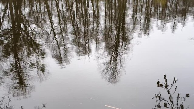 Beautiful windy lake reflecting forest trees in the park