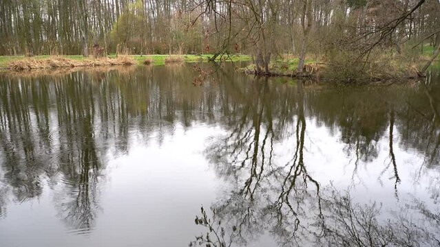 Beautiful footage of a reflecting lake of forest trees by autumn leaves coast in the park