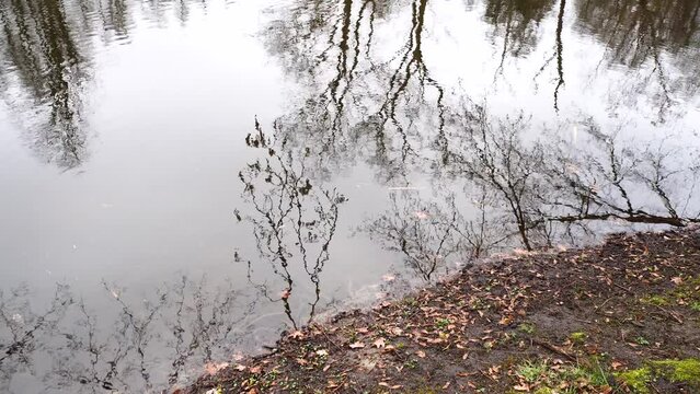 Windy lake reflecting forest trees by autumn leaves coast in the park