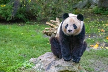 A giant panda sitting on a rock, portrait