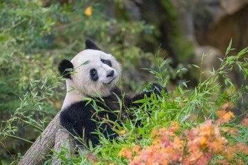 A giant panda eating bamboo