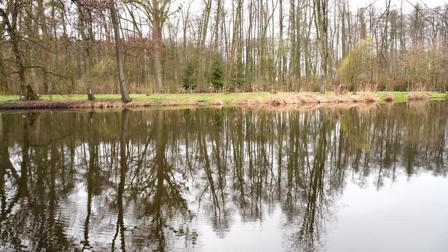 Beautiful view of forest trees reflecting on a lake by autumn leaves coast in the park