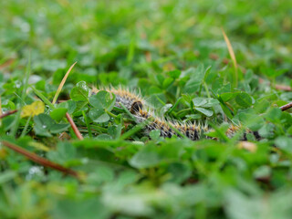 plusieurs chenilles (chenille) processionnaires (processionnaire) du pin dans de l'herbe verte (gazon vert) en troupeau en gros plan (macro) - (thaumetopoea pityocampa)