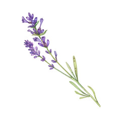 Lavender branch with purple flowers on a white background. Watercolor illustration of Provencal flowers. French style. Collection Provencal bouquet. Suitable for invitations, weddings, holidays.