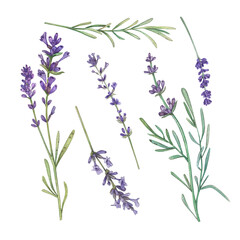 Set Lavender branch with purple flowers on a white background. Watercolor illustration of flowers, herbs. French style. Collection Provencal bouquet. Suitable for design, invitation, wedding, holiday.