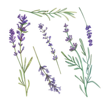 Set Lavender branch with purple flowers on a white background. Watercolor illustration of flowers, herbs. French style. Collection Provencal bouquet. Suitable for design, invitation, wedding, holiday.