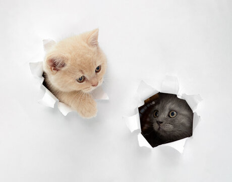British kittens peeking through a paper hole