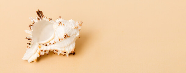 Beach seashells on colored background. Mock up with copy space