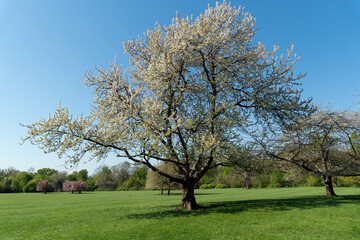 Fototapeta na wymiar Cherry tree with white flowers in full bloom on a sunny spring day. Shot in public Departemental Parc de Sceaux - Hauts-de-Seine, France.