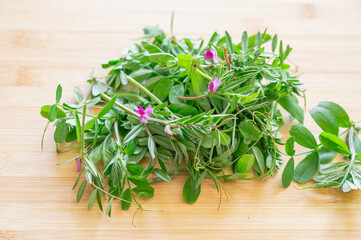 春の花　カラスノエンドウ