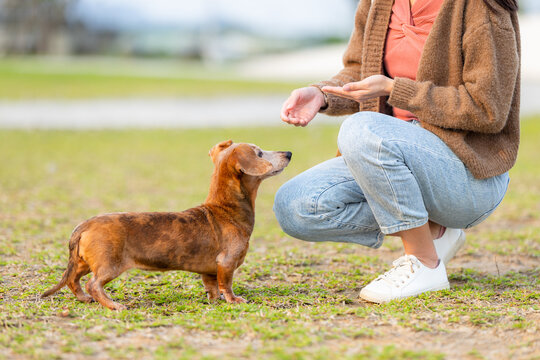 Pet Owner Give Her Dachshund Dog For A Treat At Park