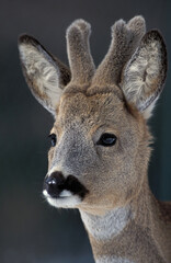 Capriolo (Capreolus capreolus)	