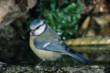 ParuCinciarella (Cyanistes caeruleus) Blue	s caeruleus, cinciarella, ritratto, posato