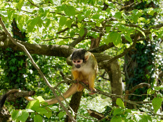 Petit singe SaÏmiri (Singe écureuil) dans un arbre