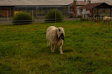 Beautiful sheep on the farm in the paddock in zoo of karelia