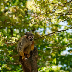 Petit singe Sa&Iuml;miri (Singe &eacute;cureuil) dans un arbre