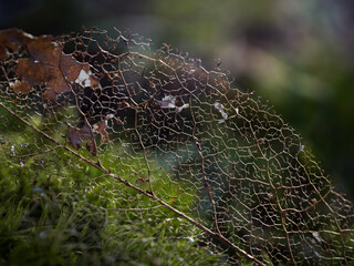 Użyłkowanie starego liścia, układ żyłek w powiększeniu