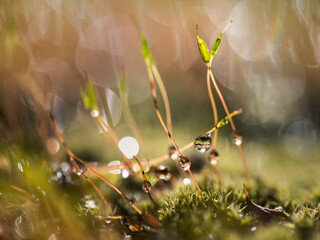 Mech z kroplami wody po deszczu, mieniącymi się w promieniach światła słonecznego tworząc bokeh