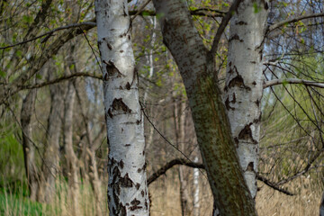 Obraz premium tree trunk in the forest