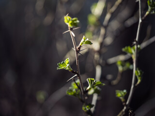 Młode, zielone, wiosenne liście na gałęzi