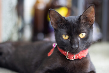 cute baby black cat with red collar